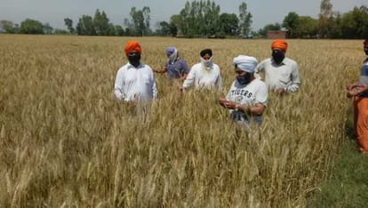 wheat cutting story