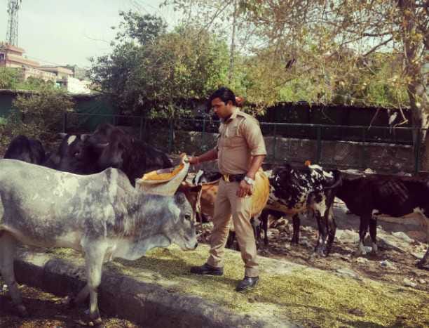 Constable feeding fodder to animals roaming on the road