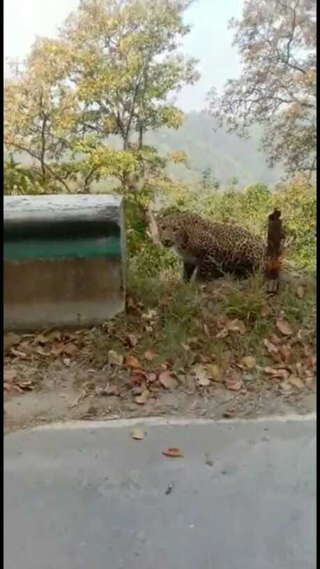 Leopard attacked bike rider at Kaladhungi in Nainital
