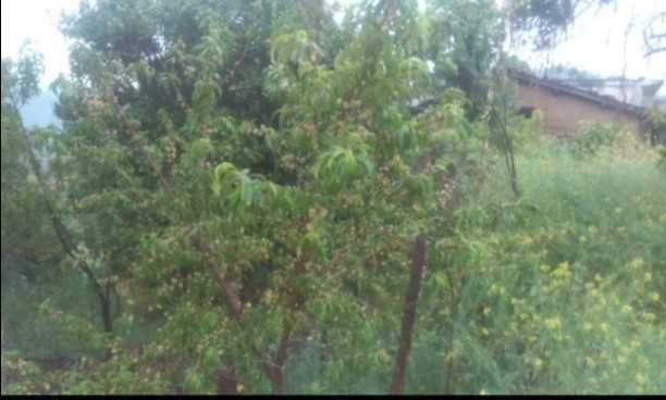 Heavey rain & hail in champawat