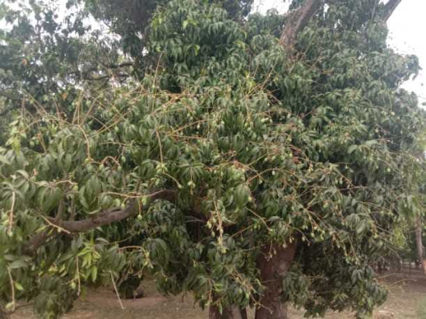 Dasheri mango after one month in market