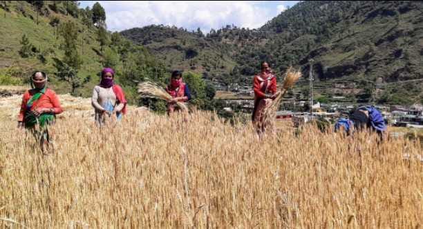 Use of social distance and masks on wheat harvesting