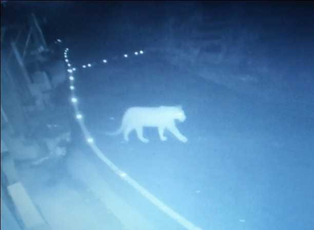 Leopard wandering in Pachar village as soon as evening dawn