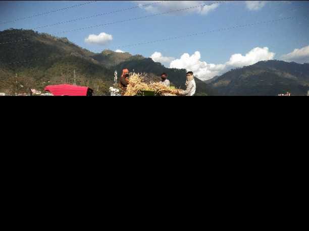 Chaukhutia: Wheat mowing is taking place here and social distancing is not breaking even