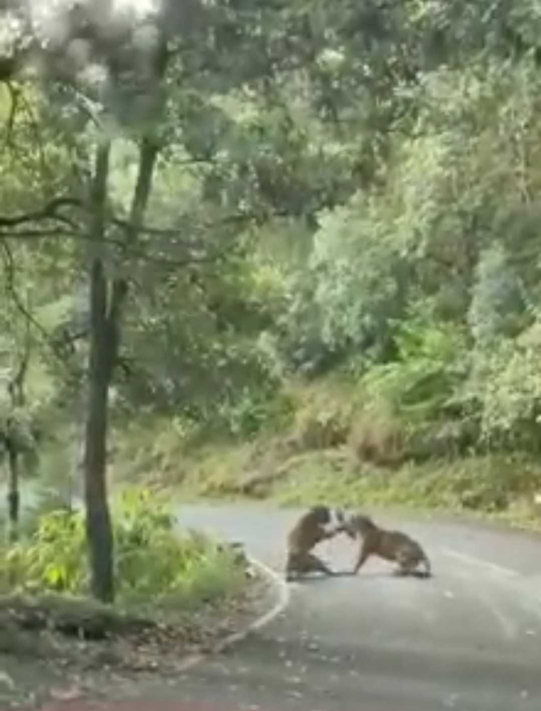 Playing leopard
