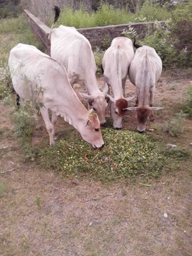 lda to provide water with fodder to cows