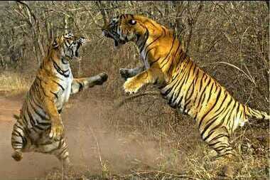 battle of lepord