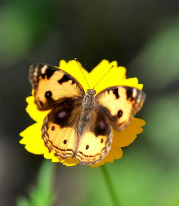 Corona's gift to nature The world of butterflies came in the garden
