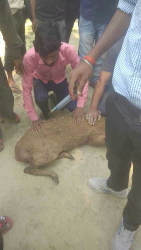 Deer injured by dogs