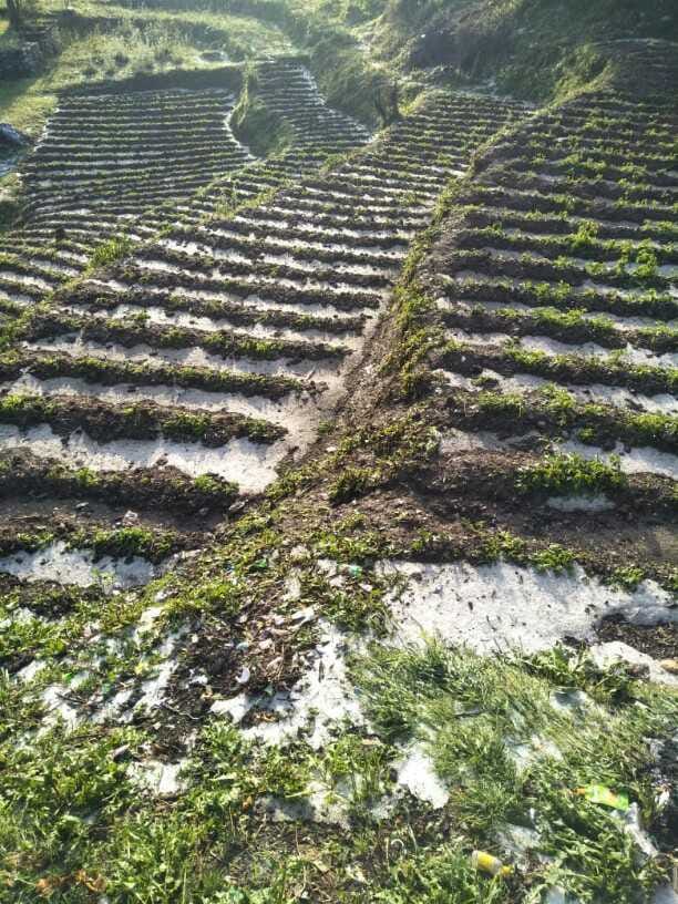 Potato crop damaged due to hail.