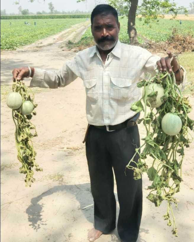 'Corona' of crops causing heavy damage to melons