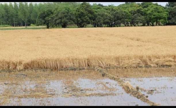 Wheat harvesting stalled due to combine machine in Terai