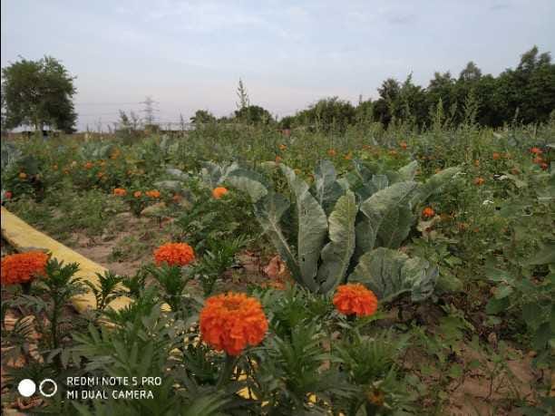 Lockdown changed the lives of flower farmers