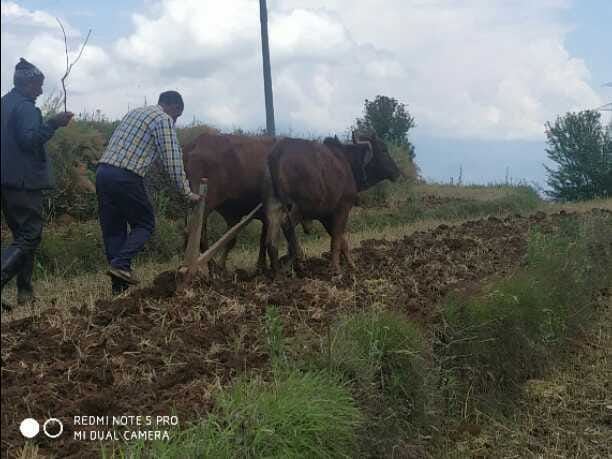 Farmers begin sowing kharif crop in Pithoragarh