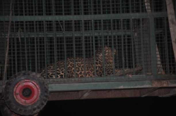 leopard caught by forest team