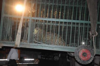 leopard caught by forest team