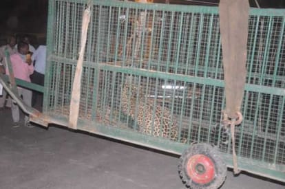 leopard caught by forest team