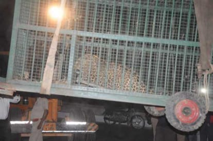 leopard caught by forest team