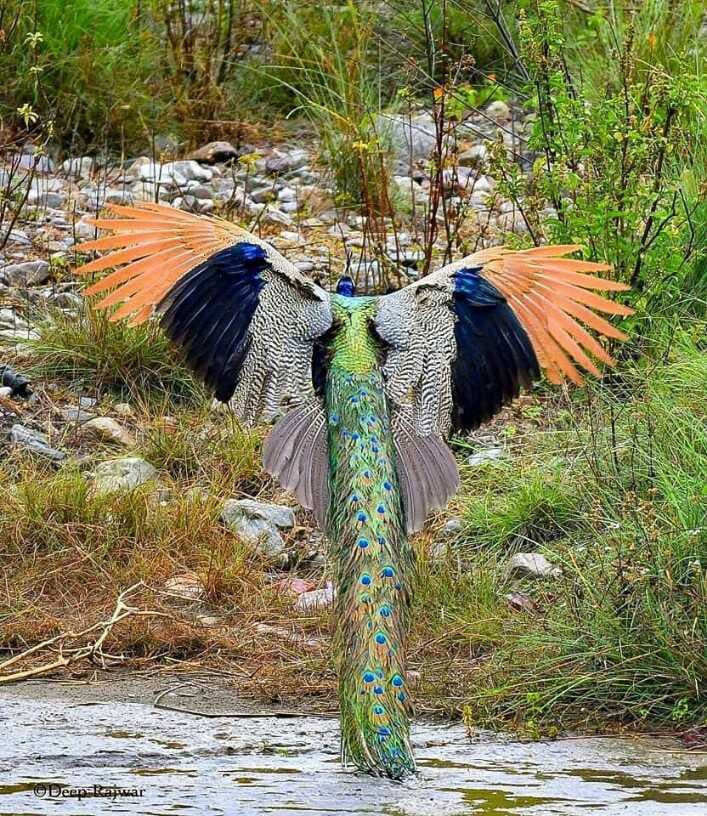 Lockdown here, rare flight of wildlife seen in the forests