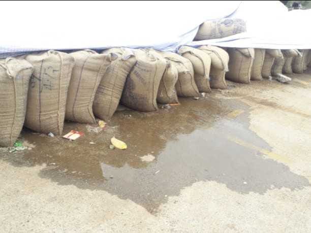 गेहूं