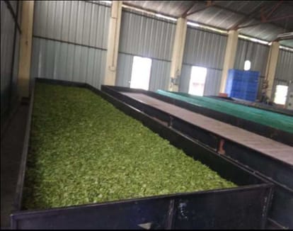 चंपावत चाय फैक्ट्री में प्रोसेस होती चाय।