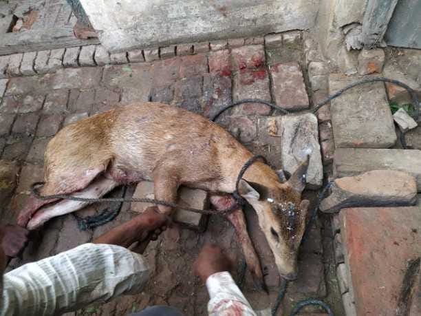 Dogs injured in deer wandering from the forest, injured