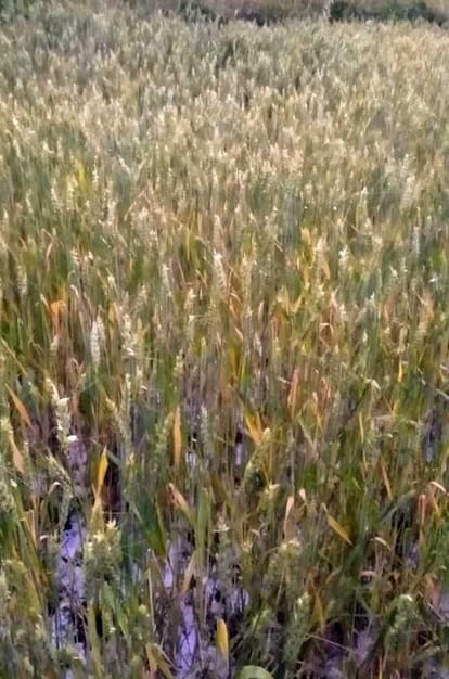 Farmers devastated by hail, wheat not even worth seed