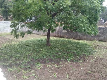 Heavey damage to crops due to hail