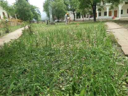 Heavey damage to crops due to hail
