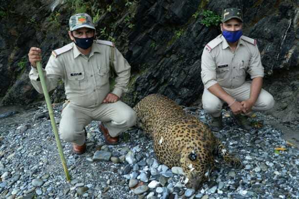 Leopard's body was washed away in Ramganga