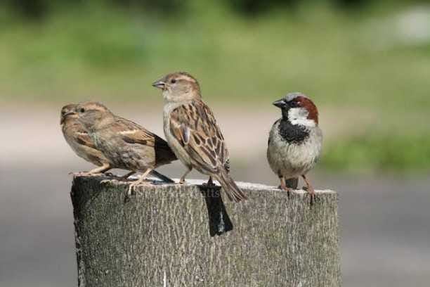 lock down is very conducive for house sparrow