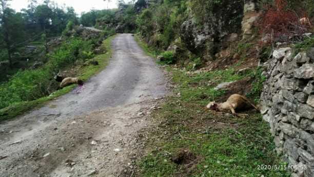Leopard came to Talla Dummar village in Munsiyari, killed three sheep
