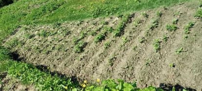Disease on potato & wheat crop in Champawat