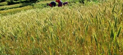 Disease on potato & wheat crop in Champawat