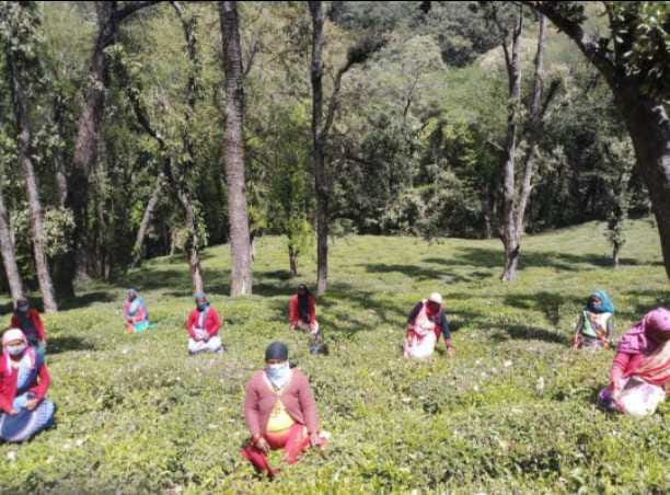 Relief:Tea labours will get one week's wages