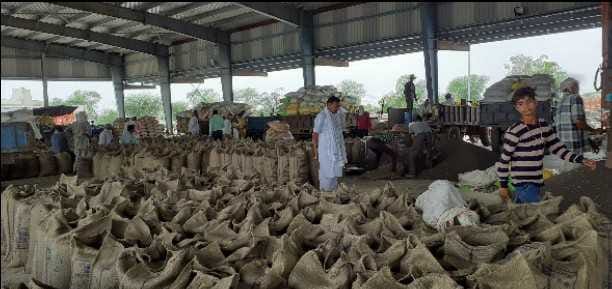 108828 MT mustard purchase in district
