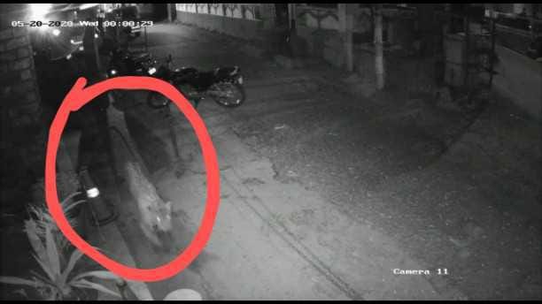 Leopard threat in Bageshwar Nagar, people in panic