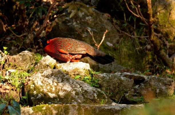 Satyar Tregopan seen at 10 thousand feet in Khalia Bugyal