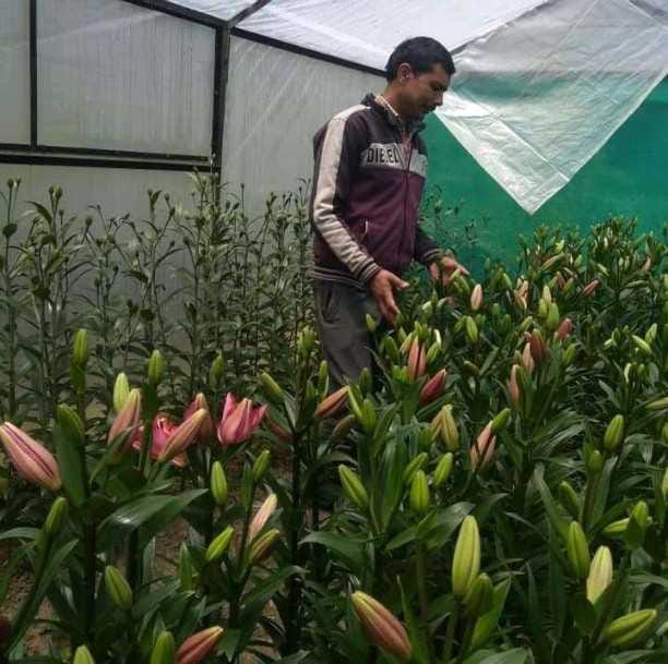The smell of Holland flowers should not be lost due to lockdown