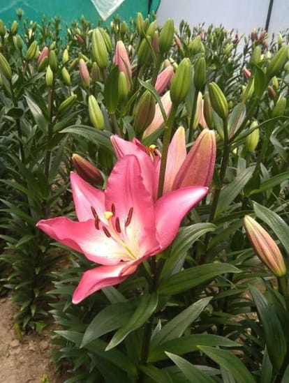 The smell of Holland flowers should not be lost due to lockdown