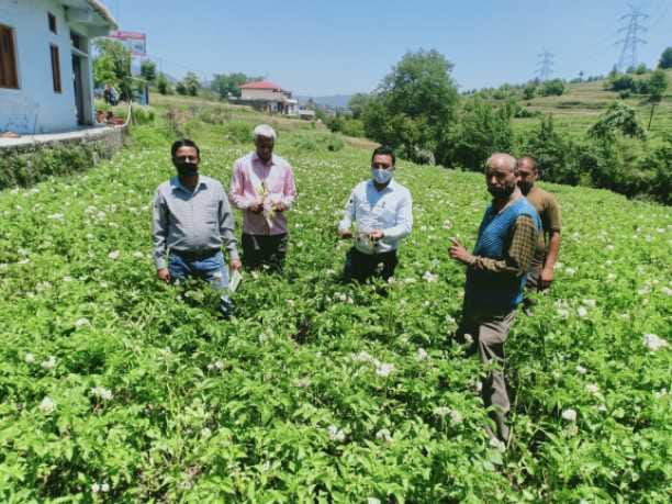 In the lockdown, spraying of medicines in the fields on time, five percent potato crop wasted in Phulargaon.