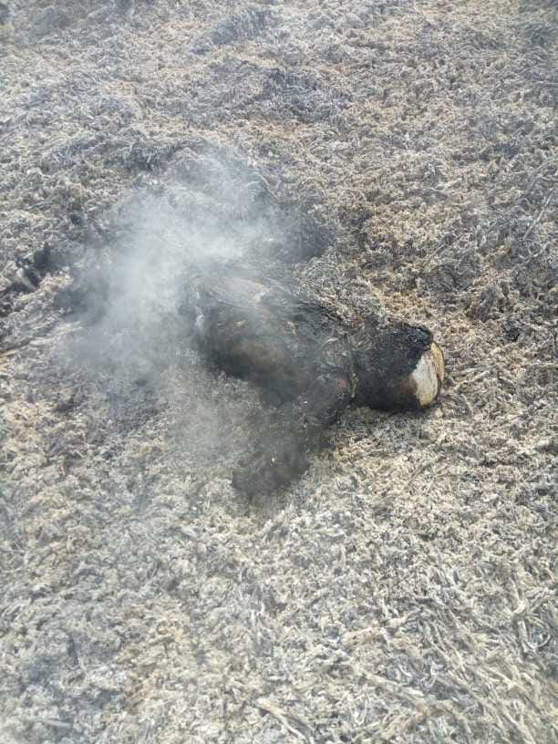 A half-dead body of a man or woman, not yet known