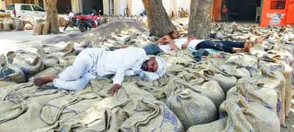 कनीना मंडी में सरसों की बोरियों पर लेटा किसान