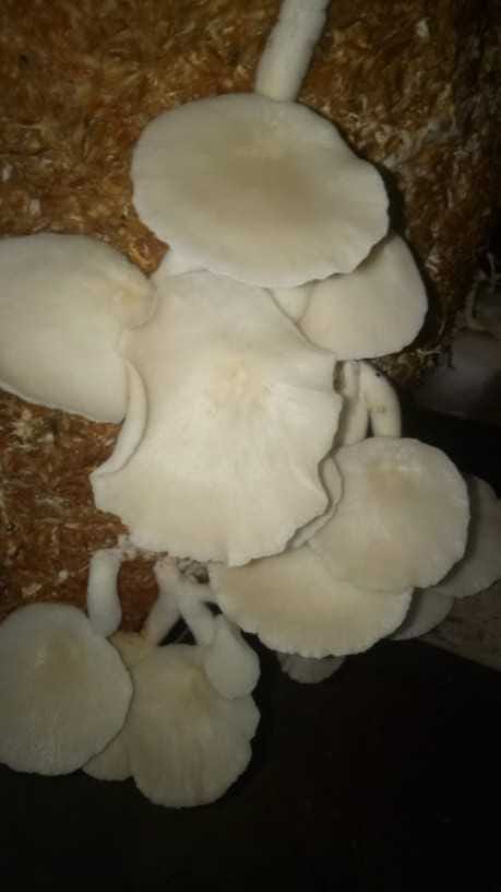 Migrants returned home trying their hand at mushroom cultivation
