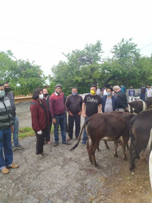 Durga puja committee rescued a cow that fell from a 15-foot hill
