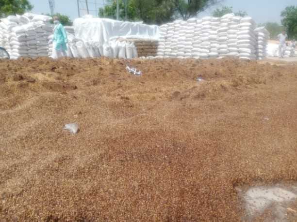 35 thousand wheat bags soaked in cereal market due to rain