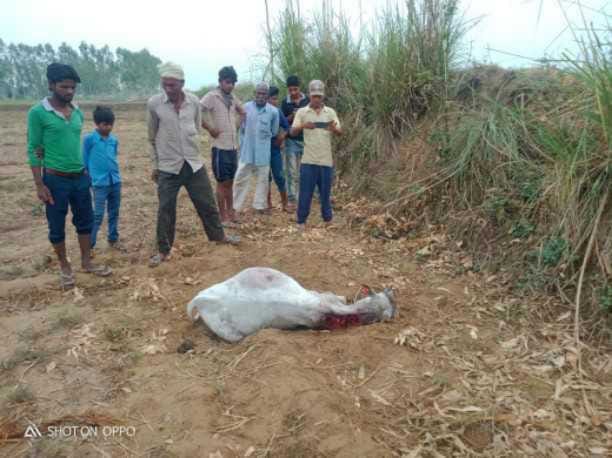 Tiger attacked and killed the calf