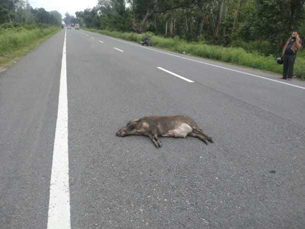 Unknown vehicle thrashes wild pig on Tanakpur highway, dies