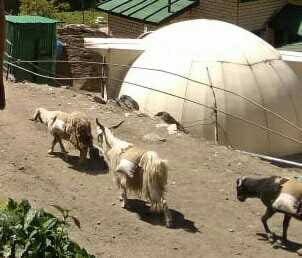 400 quintals of wheat and rice reached on the back of sheep.