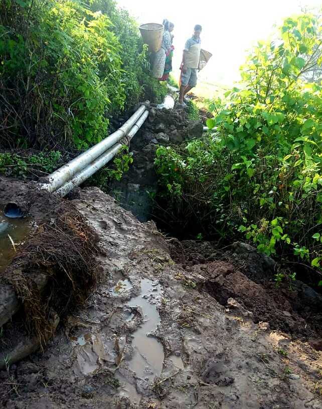 12 मीटर सिंचाई गूल टूटने से धान की नर्सरी सूखने की कगार पर